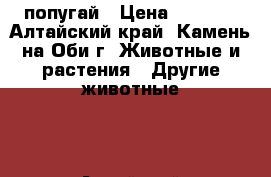попугай › Цена ­ 9 000 - Алтайский край, Камень-на-Оби г. Животные и растения » Другие животные   . Алтайский край,Камень-на-Оби г.